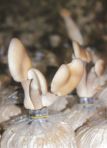 Nấm bào ngư Nhật trơn bóng, thịt nấm màu trắng, dày. Nấm bào ngư Nhật trơn bóng, thịt nấm màu trắng, dày.