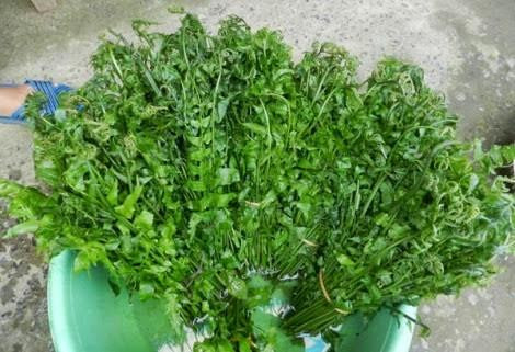 Những món rau rừng “đỉnh nhất’, ăn là nghiện của vùng Tây Bắc ảnh 6 Những món rau rừng “đỉnh nhất’, ăn là nghiện của vùng Tây Bắc ảnh 6