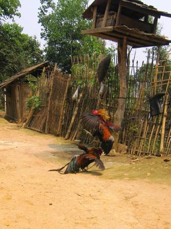 Gà rừng được người vùng cao thuần hóa Gà rừng được người vùng cao thuần hóa