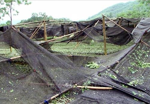 Nhiều diện tích hoa màu của người dân bị ảnh hưởng. Ảnh: TTXVN