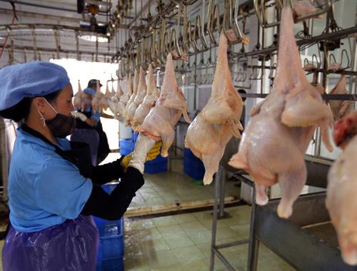 Ngành chăn nuôi Hà Nội tiếp tục chuyển dịch đúng hướng từ nhỏ lẻ, phân tán sang phát triển chăn nuôi tập trung và trang trại. Hà Nội sẽ tiếp tục đầu tư để nâng cao chất lượng kiểm soát giết mổ gia cầm, gia súc trên địa bàn Thủ đô. Là địa phương có điều kiện thổ nhưỡng thuận lợi để phát triển ngành chăn nuôi gia súc lớn, trong đó có bò sữa, những năm qua, tổng đàn bò sữa của huyện Ba Vì (Hà Nội) liên tục tăng, từ đó, giúp nhiều hộ thoát nghèo và vươn lên khá giàu trên chính mảnh đất quê hương. Hội thi bò xã Minh Châu, huyện Ba Vì (Hà Nội) góp phần quảng bá, giới thiệu thành quả ngành chăn nuôi bò của Thủ đô trong những năm vừa qua.