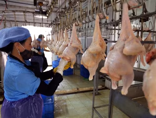 Ngành chăn nuôi Hà Nội tiếp tục chuyển dịch đúng hướng từ nhỏ lẻ, phân tán sang phát triển chăn nuôi tập trung và trang trại. Hà Nội sẽ tiếp tục đầu tư để nâng cao chất lượng kiểm soát giết mổ gia cầm, gia súc trên địa bàn Thủ đô. Là địa phương có điều kiện thổ nhưỡng thuận lợi để phát triển ngành chăn nuôi gia súc lớn, trong đó có bò sữa, những năm qua, tổng đàn bò sữa của huyện Ba Vì (Hà Nội) liên tục tăng, từ đó, giúp nhiều hộ thoát nghèo và vươn lên khá giàu trên chính mảnh đất quê hương. Hội thi bò xã Minh Châu, huyện Ba Vì (Hà Nội) góp phần quảng bá, giới thiệu thành quả ngành chăn nuôi bò của Thủ đô trong những năm vừa qua.