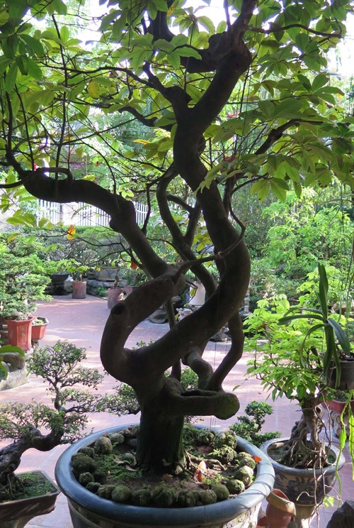 Cây mai có thế "long giáng", chừng 150 năm tuổi của bà Hà tại Tịnh Gia Viên, Huế.