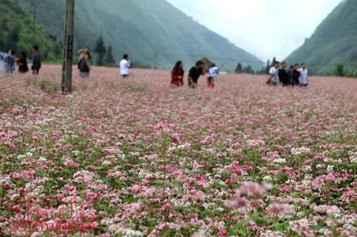 Những nụ hoa Tam giác mạch bé li ti, mỏng manh giữa chốn núi non trùng điệp Hà Giang. Ảnh: TTXVN Những nụ hoa Tam giác mạch bé li ti, mỏng manh giữa chốn núi non trùng điệp Hà Giang. Ảnh: TTXVN