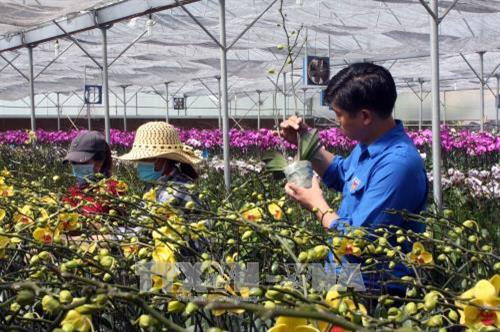 Trang trại hoa lan của Anh Phan Thanh Sang tại Đơn Dương (Lâm Đồng). Ảnh: Chu Quốc Hùng – TTXVN Trang trại hoa lan của Anh Phan Thanh Sang tại Đơn Dương (Lâm Đồng). Ảnh: Chu Quốc Hùng – TTXVN