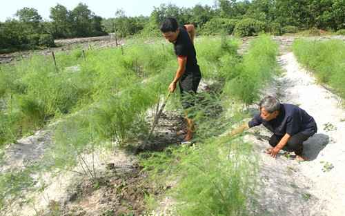 Anh Đống (trước) chăm sóc vườn cây măng tây.