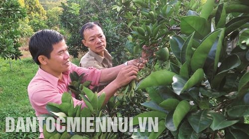 Cán bộ nông nghiệp thành phố Lai Châu hướng dẫn đồng bào dân tộc thiểu số chăm sóc cây ăn quả.
