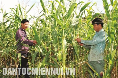 Nhiều giống ngô mới có năng suất, chất lượng và hiệu quả kinh tế cao đã được đưa vào sản xuất.