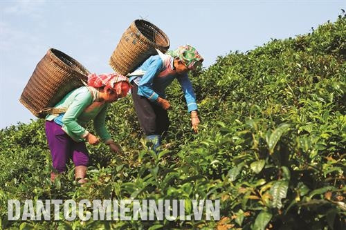 Cây chè đem lại thu nhập ổn định cho hàng nghìn hộ đồng bào dân tộc, góp phần xóa đói giảm nghèo, xây dựng nông thôn mới ở nhiều xã trong tỉnh.