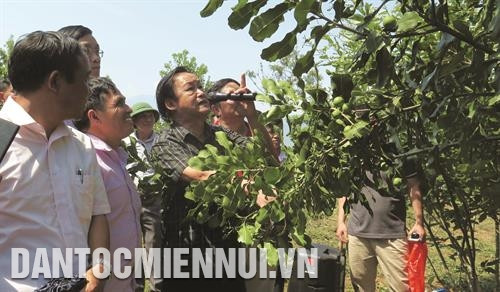 Cây mắc ca được đưa vào trồng thử nghiệm tại Lai Châu từ năm 2011. Sau 6 năm phát triển tại một số hộ gia đình, cây mắc ca đang cho thu hoạch với giá trị kinh tế cao.