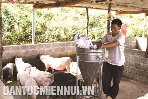 Nhằm giúp đồng bào dân tộc thiểu số trên địa bàn thoát nghèo, Lai Châu đã triển khai chăn nuôi lợn sinh sản hướng nạc đảm bảo vệ sinh môi trường.
