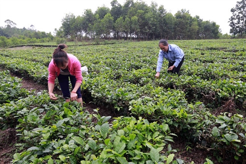 Gia đình chị Tạ Thị Nga, ở xã Động Đạt, huyện Phú Lương vay vốn ưu đãi để đầu tư trồng chè, cho thu nhập ổn định. Ảnh: Trần Việt - TTXVN