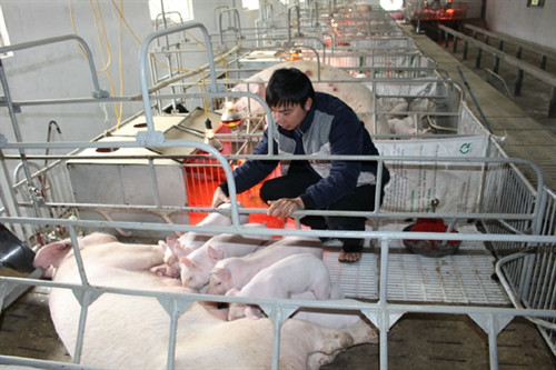 Hệ thống trang trại chăn nuôi hiện đại của anh Hoàng Đức Trung. Hệ thống trang trại chăn nuôi hiện đại của anh Hoàng Đức Trung.