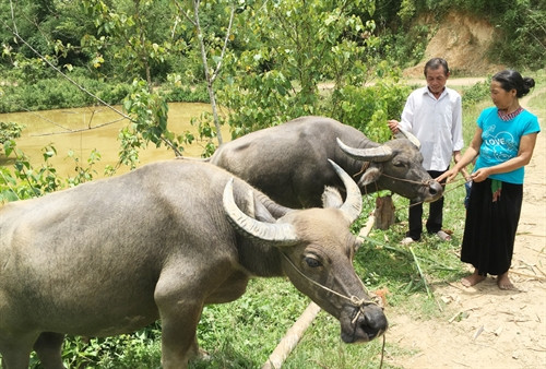 Gia đình ông bà Lý Văn Tên ở xã Nà Khoa, huyện Nậm Pồ được NHCSXH cho vay 30 triệu đồng để mua trâu sinh sản, đến nay đời sống đã thoát nghèo.
