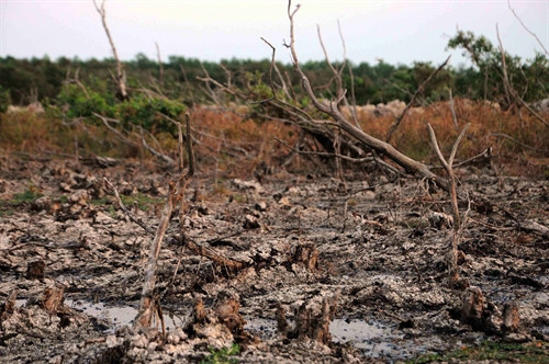 Hàng ngàn ha rừng tràm đã khô, trơ gốc vì thiếu nước tại Khu bảo tồn đất ngập nước Láng Sen - khu Ramsar thứ 7 của Việt Nam - tại huyện Tân Hưng (Long An).