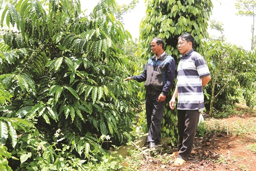 Cây cà phê là loại cây chủ lực của bà con nơi đây