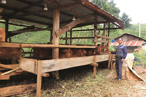 Chăn nuôi bò giúp nhiều hộ đồng bào ở Đinh Trang Thượng tăng thêm thu nhập