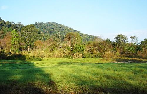 Đồng cỏ tự nhiên tại vườn Quốc Gia Chư Mom Ray. Nguồn: ngaynay.vn Đồng cỏ tự nhiên tại vườn Quốc Gia Chư Mom Ray. Nguồn: ngaynay.vn
