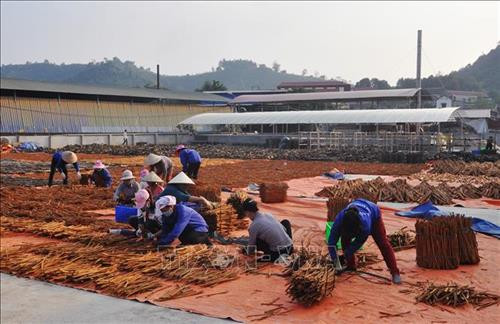 Trồng quế kết hợp với phát triển công nghiệp chế biến tại xã Đào Thịnh, huyện Trấn Yên, đã giúp người dân nâng cao thu nhập góp phần xây dựng nông thôn mới. Ảnh: Đinh Thùy – TTXVN