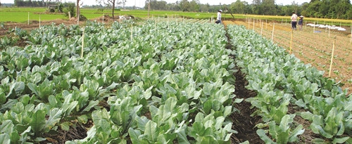 Đồng bào Khmer ở xã Đa Lộc, huyện Châu Thành đưa cây màu xuống ruộng, góp phần nâng cao hiệu quả sử dụng đất nông nghiệp.