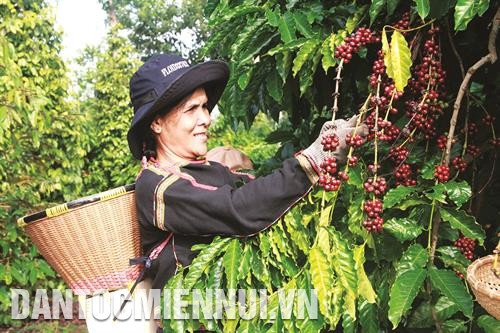 Người dân xã Ea Tu thu hái cà phê liên kết trồng với Hợp tác xã Ea Tu, thành phố Buôn Ma Thuột (Đắk Lắk). Ảnh: Phạm Cường