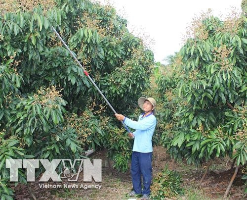 Anh Nguyễn Hữu Thanh chăm sóc vườn nhãn. Ảnh: Công Trí-TTXVN Anh Nguyễn Hữu Thanh chăm sóc vườn nhãn. Ảnh: Công Trí-TTXVN