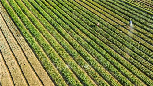 Làng hoa Sa Đéc (Đồng Tháp) tích cực chăm sóc hơn 3 triệu giỏ hoa để kịp nở vào đúng dịp Tết. Ảnh: Nguyễn Văn Trí – TTXVN Phường Tân Quy Đông và xã Tân Khánh Đông (Sa Đéc-Đồng Tháp) có hơn 2.300 hộ sản xuất hoa kiểng các loại. Ảnh: Nguyễn Văn Trí –TTXVN Các hộ trồng hoa ở xã Ninh Phúc (Ninh Bình) gieo trồng chăm sóc hoa vụ Tết. Ảnh: Minh Đức – TTXVN Nông dân tỉnh Quảng Bình tích cực trong các khâu chăm sóc hoa, cây cảnh để kịp phục vụ thị trường Têt. Ảnh: Võ Dung-TTXVN Làng hoa An Lạc (Quảng Trị) có gần 100 hộ tham gia trồng trên 30.000 chậu hoa, trong đó chủ yếu là hoa cúc phục vụ Tết. Ảnh: Nguyên Lý-TTXVN Làng hoa Sa Đéc (Đồng Tháp) tích cực chăm sóc hơn 3 triệu giỏ hoa để kịp nở vào đúng dịp Tết. Ảnh: Nguyễn Văn Trí – TTXVN Phường Tân Quy Đông và xã Tân Khánh Đông (Sa Đéc-Đồng Tháp) có hơn 2.300 hộ sản xuất hoa kiểng các loại. Ảnh: Nguyễn Văn Trí –TTXVN Các hộ trồng hoa ở xã Ninh Phúc (Ninh Bình) gieo trồng chăm sóc hoa vụ Tết. Ảnh: Minh Đức – TTXVN Nông dân tỉnh Quảng Bình tích cực trong các khâu chăm sóc hoa, cây cảnh để kịp phục vụ thị trường Têt. Ảnh: Võ Dung-TTXVN Làng hoa An Lạc (Quảng Trị) có gần 100 hộ tham gia trồng trên 30.000 chậu hoa, trong đó chủ yếu là hoa cúc phục vụ Tết. Ảnh: Nguyên Lý-TTXVN