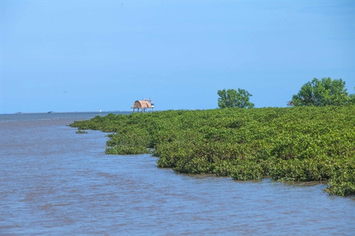 Vẻ đẹp thanh bình của rừng ngập mặn Quốc gia Xuân Thủy. Vẻ đẹp thanh bình của rừng ngập mặn Quốc gia Xuân Thủy.