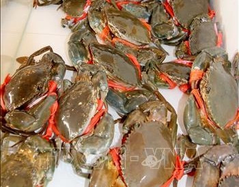 Sản phẩm cua Năm Căn - Cà Mau có thịt chắc, khỏe và thơm ngon nên được đông đảo người tiêu dùng ưa chuộng. Ảnh: Kim Há-TTXVN Sản phẩm cua Năm Căn - Cà Mau có thịt chắc, khỏe và thơm ngon nên được đông đảo người tiêu dùng ưa chuộng. Ảnh: Kim Há-TTXVN