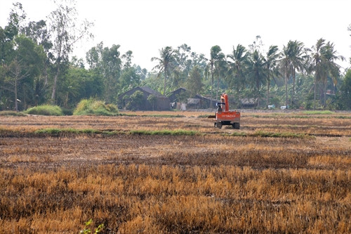 Nhiều diện tích đất trồng lúa ở Cà Mau bị khô cứng không cày ải được. Nhiều diện tích đất trồng lúa ở Cà Mau bị khô cứng không cày ải được.