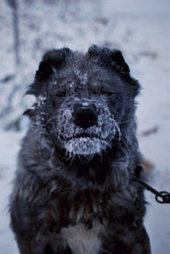 Thành phố Nga nơi -45 độ C là ấm áp ảnh 8