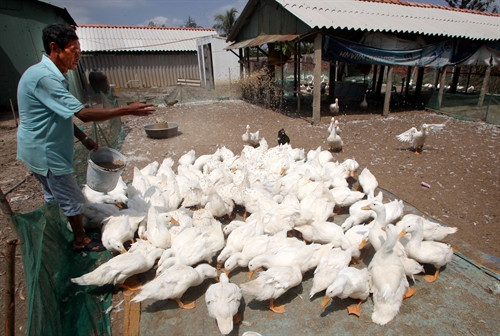 Gia đình ông Lê Chánh Gương, thị xã Gò Công vay vốn ưu đãi đầu tư nuôi vịt đẻ quy mô lớn cho hiệu quả kinh tế cao Gia đình ông Lê Chánh Gương, thị xã Gò Công vay vốn ưu đãi đầu tư nuôi vịt đẻ quy mô lớn cho hiệu quả kinh tế cao