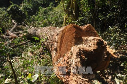 Hiện trường một vụ phá rừng tại Vườn Quốc gia Ba Bể. Ảnh: Vũ Hoàng Giang - TTXVN Hiện trường một vụ phá rừng tại Vườn Quốc gia Ba Bể. Ảnh: Vũ Hoàng Giang - TTXVN