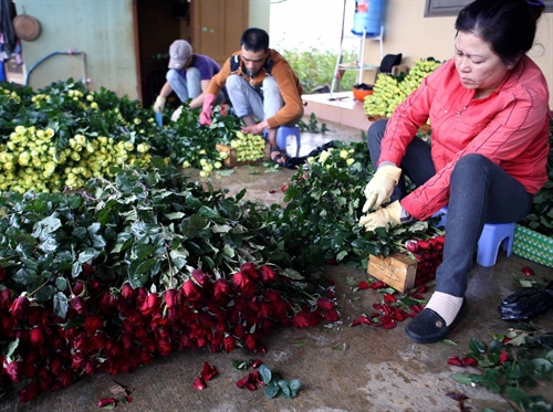 Phân loại, đóng gói hoa hồng để mang đi tiêu thụ tại gia đình chị Hoàng Thị Lan. Phân loại, đóng gói hoa hồng để mang đi tiêu thụ tại gia đình chị Hoàng Thị Lan.