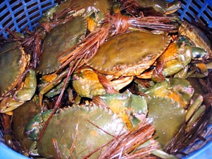 Cua thương phẩm - Ảnh: Nguyễn Đức Khoa Cua thương phẩm - Ảnh: Nguyễn Đức Khoa