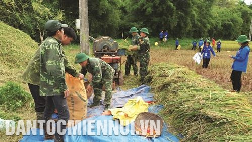 Cán bộ, chiến sĩ Đồn Biên phòng Chi Lăng cùng Đoàn Thanh niên xã Tam Gia giúp người dân thu hoạch lúa. Ảnh: Hoàng Hà