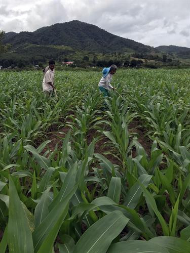 Cánh đồng mẫu lớn của người Xê Đăng ở làng Kon Vi Vàng, xã Đăk Tờ Lùng. Ảnh: Cao Nguyên - TTXVN Cánh đồng mẫu lớn của người Xê Đăng ở làng Kon Vi Vàng, xã Đăk Tờ Lùng. Ảnh: Cao Nguyên - TTXVN