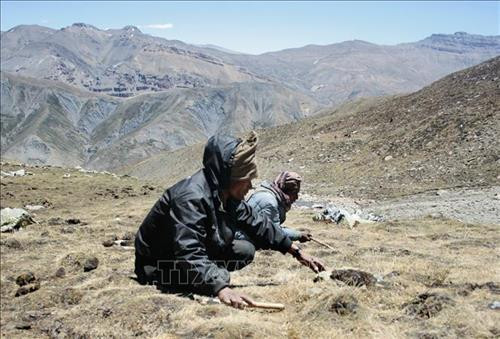 Người dân tìm kiếm nấm yarchagumba trên độ cao 4000m so với mực nước biển tại Dolpa, Nepal. Ảnh: AFP/ TTXVN Người dân tìm kiếm nấm yarchagumba trên độ cao 4000m so với mực nước biển tại Dolpa, Nepal. Ảnh: AFP/ TTXVN