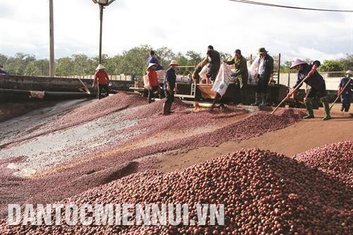 Năng suất cà phê Tây Nguyên luôn đạt từ 23,5 - 25 tạ cà phê nhân/ha. Ảnh: Phạm Cường