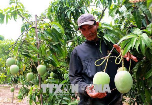 Đồng Tháp phát triển cây xoài trở thành ngành hàng chủ lực. Ảnh :Dương Chí Tưởng - TTXVN Đồng Tháp phát triển cây xoài trở thành ngành hàng chủ lực. Ảnh :Dương Chí Tưởng - TTXVN
