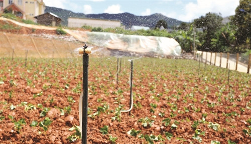 Cây dâu tây cho thu nhập ổn định, giúp nhiều hộ đồng bào k'ho thoát nghèo và vươn lên làm giàu Nhiều hộ đã đầu tư nhà lưới, hệ thống tưới tự động để trồng dâu tây theo hướng công nghệ cao Dâu tây đã trở thành cây trồng quen thuộc của đồng bào K'ho ở huyện Lạc Dương