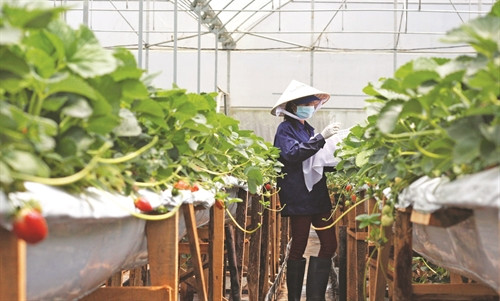 Người dân thị trấn Lạc Dương chăm sóc vườn dâu tây