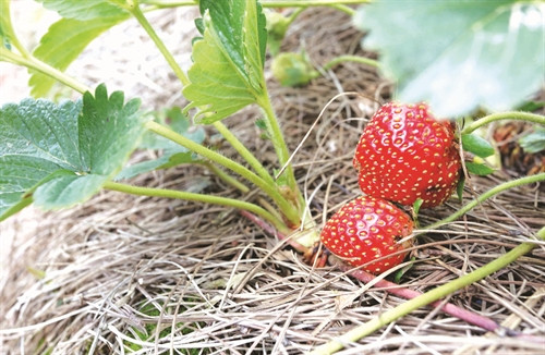 Cây dâu tây cho thu nhập ổn định, giúp nhiều hộ đồng bào k'ho thoát nghèo và vươn lên làm giàu Nhiều hộ đã đầu tư nhà lưới, hệ thống tưới tự động để trồng dâu tây theo hướng công nghệ cao Dâu tây đã trở thành cây trồng quen thuộc của đồng bào K'ho ở huyện Lạc Dương