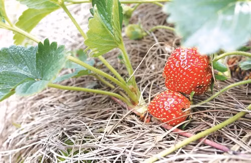 Cây dâu tây cho thu nhập ổn định, giúp nhiều hộ đồng bào k'ho thoát nghèo và vươn lên làm giàu Nhiều hộ đã đầu tư nhà lưới, hệ thống tưới tự động để trồng dâu tây theo hướng công nghệ cao Dâu tây đã trở thành cây trồng quen thuộc của đồng bào K'ho ở huyện Lạc Dương