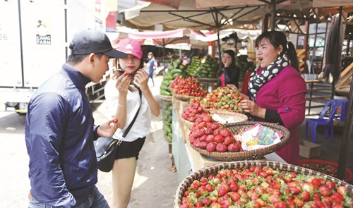 Cây dâu tây cho thu nhập ổn định, giúp nhiều hộ đồng bào k'ho thoát nghèo và vươn lên làm giàu Nhiều hộ đã đầu tư nhà lưới, hệ thống tưới tự động để trồng dâu tây theo hướng công nghệ cao Dâu tây đã trở thành cây trồng quen thuộc của đồng bào K'ho ở huyện Lạc Dương Cây dâu tây cho thu nhập ổn định, giúp nhiều hộ đồng bào k'ho thoát nghèo và vươn lên làm giàu Nhiều hộ đã đầu tư nhà lưới, hệ thống tưới tự động để trồng dâu tây theo hướng công nghệ cao Dâu tây đã trở thành cây trồng quen thuộc của đồng bào K'ho ở huyện Lạc Dương