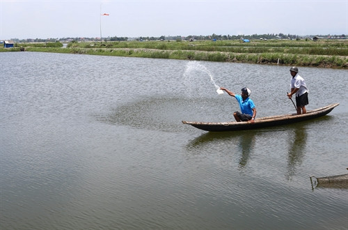 Người nuôi tôm ở thị trấn Sịa, huyện Quảng Điền, xử lí ao nuôi bằng Cloramin. Người nuôi tôm ở thị trấn Sịa, huyện Quảng Điền, xử lí ao nuôi bằng Cloramin.
