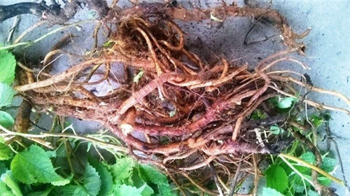 Cây gai và những công dụng tuyệt vời với phụ nữ ảnh 2