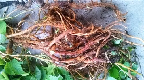 Cây gai và những công dụng tuyệt vời với phụ nữ ảnh 2