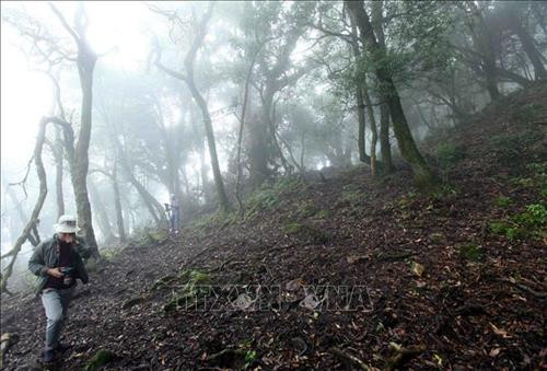 Đường lên đỉnh Tả Liên Sơn là khu rừng nguyên sinh với nhiều cây cổ thụ rêu phong. Ảnh: Quý Trung - TTXVN Những thảm thực vật bám lên cành cây vô cùng phong phú. Ảnh: Quý Trung - TTXVN Dưới những tán lá rừng xum xêu của khu rừng nguyên sinh là những tảng đá lớn được bao phủ bẳng thảm thực vật vô cùng phong phú với nhiều chủng loại khác nhau. Ảnh: Quý Trung - TTXVN Để khám phá và chinh phục đỉnh Tả Liên Sơn du khách phải đi bộ mất hơn 3 giờ đồng hồ với chặng đường gần 10km dưới những tán cây cổ thụ có hàng trăm năm tuổi. Ảnh: Quý Trung - TTXVN Thảm thực vật bao quanh những thân cây với đủ chủng loại và màu sắc đa dạng. Ảnh: Quý Trung - TTXVN Mây mù bao phủ khu rừng nguyên sinh Tả Liên Sơn tạo rao bức tranh huyền ảo. Ảnh: Quý Trung - TTXVN Dưới những tán lá rừng xum xêu của khu rừng nguyên sinh là những tảng đá lớn được bao phủ bẳng thảm thực vật vô cùng phong phú với màu sắc đa dạng. Ảnh: Quý Trung - TTXVN Với vẻ đẹp hùng vĩ của Tả Liên Sơn thu hút nhiều bạn trẻ tới khám phá. Ảnh: Quý Trung - TTXVN Với vẻ đẹp hùng vĩ của Tả Liên Sơn thu hút nhiều bạn trẻ tới khám phá. Ảnh: Quý Trung - TTXVN Mây mù bao phủ khu rừng nguyên sinh Tả Liên Sơn tạo rao bức tranh huyền ảo như trong truyện cổ tích. Ảnh: Quý Trung - TTXVN Dưới những tán lá rừng xum xêu của khu rừng nguyên sinh là những thảm thực vật vô cùng phong phú với màu sắc đa dạng. Ảnh: Quý Trung - TTXVN Đường lên đỉnh Tả Liên Sơn là khu rừng nguyên sinh với nhiều cây cổ thụ rêu phong. Ảnh: Quý Trung - TTXVN Những thảm thực vật bám lên cành cây vô cùng phong phú. Ảnh: Quý Trung - TTXVN Dưới những tán lá rừng xum xêu của khu rừng nguyên sinh là những tảng đá lớn được bao phủ bẳng thảm thực vật vô cùng phong phú với nhiều chủng loại khác nhau. Ảnh: Quý Trung - TTXVN Để khám phá và chinh phục đỉnh Tả Liên Sơn du khách phải đi bộ mất hơn 3 giờ đồng hồ với chặng đường gần 10km dưới những tán cây cổ thụ có hàng trăm năm tuổi. Ảnh: Quý Trung - TTXVN Thảm thực vật bao quanh những thân cây với đủ chủng loại và màu sắc đa dạng. Ảnh: Quý Trung - TTXVN Mây mù bao phủ khu rừng nguyên sinh Tả Liên Sơn tạo rao bức tranh huyền ảo. Ảnh: Quý Trung - TTXVN Dưới những tán lá rừng xum xêu của khu rừng nguyên sinh là những tảng đá lớn được bao phủ bẳng thảm thực vật vô cùng phong phú với màu sắc đa dạng. Ảnh: Quý Trung - TTXVN Với vẻ đẹp hùng vĩ của Tả Liên Sơn thu hút nhiều bạn trẻ tới khám phá. Ảnh: Quý Trung - TTXVN Với vẻ đẹp hùng vĩ của Tả Liên Sơn thu hút nhiều bạn trẻ tới khám phá. Ảnh: Quý Trung - TTXVN Mây mù bao phủ khu rừng nguyên sinh Tả Liên Sơn tạo rao bức tranh huyền ảo như trong truyện cổ tích. Ảnh: Quý Trung - TTXVN Dưới những tán lá rừng xum xêu của khu rừng nguyên sinh là những thảm thực vật vô cùng phong phú với màu sắc đa dạng. Ảnh: Quý Trung - TTXVN