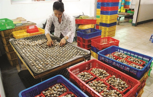 Trứng chim cút có giá trị dinh dưỡng cao.